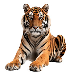 Obraz premium Lying Tiger isolated on transparent background.