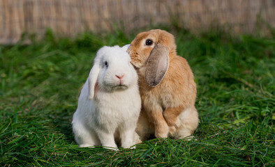 Two medium-sized lop-eared white and red rabbit ram sit on green grass on a sunny day before Easter