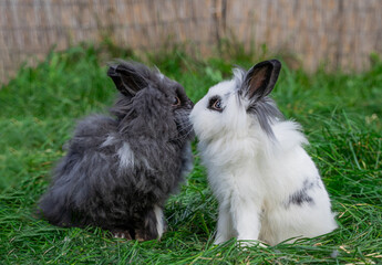 Two of Angora dwarf rabbit minor medium size white and grey sit on a green grass