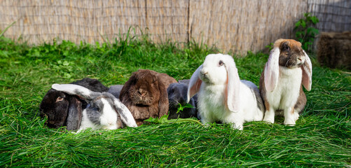 Six Large sized red white grey black rabbits lop-eared ram sit on green grass on a sunny day before...