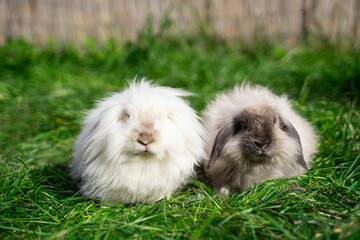 Two mini sized dwarf fold ram rabbit sit on green grass on a sunny day before Easter