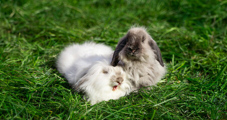 Two mini sized dwarf fold ram rabbit sit on green grass on a sunny day before Easter