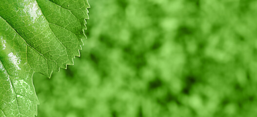 Natural green focus and defocus background. Fine focal part on green leaf and bokeh