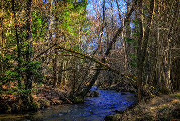 Leśna rzeka