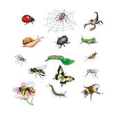 set of insects