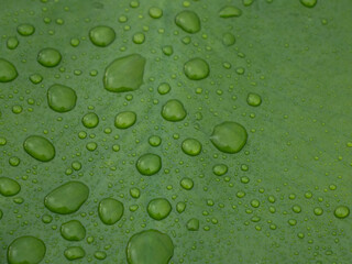 Close-up of Nuphar lutea (water lily, brandy bottle, cow lily) leaf with drops of water after the rain