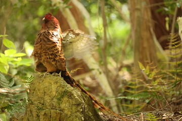 Copper Pheasant (Syrmaticus soemmerringii subrufus) male in Japan 