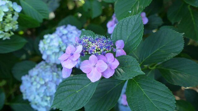 Macro shot of lacecap hydrangea