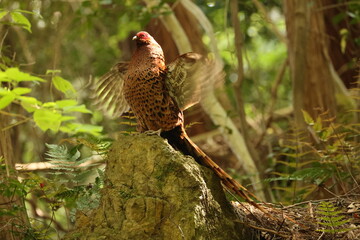 Copper Pheasant (Syrmaticus soemmerringii subrufus) male in Japan 