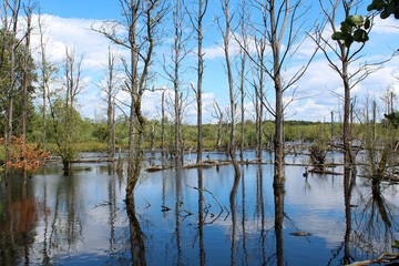 lake in the forest
