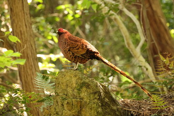 Copper Pheasant (Syrmaticus soemmerringii subrufus) male in Japan 