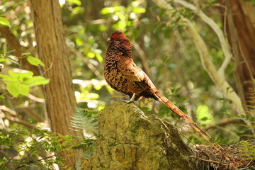 Copper Pheasant (Syrmaticus soemmerringii subrufus) male in Japan 