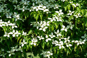 Close up of kousa dogwood (cornus kousa) flowers in bloom