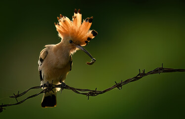 Eurasian hoopoe bird in early morning light ( Upupa epops )