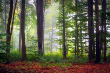 Foggy day in green forest