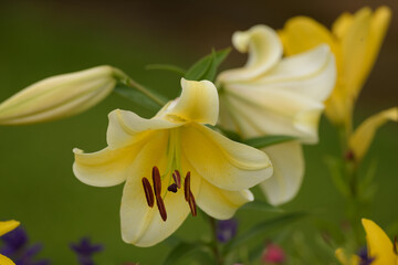 yellow lilies in the garden