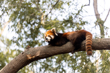 red panda sleeping in a tree at the chengdu panda research center in china