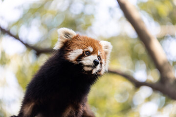 curious red panda looking around in a tree at the chengdu panda research center in china