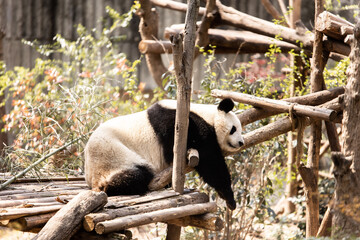 Obraz premium giant panda at the chengdu research center in china