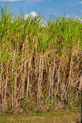 Sugar cane field and blue sky on the farm in Brazil