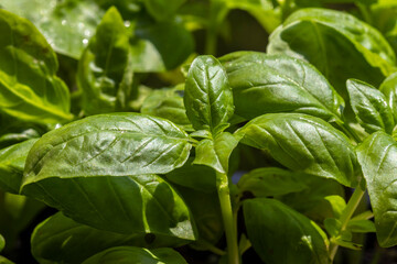 close-up of green basil (Ocimum basilicum) leaves  in Brazil