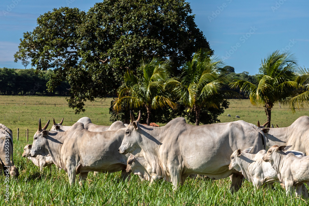 Wall mural Herd of Nelore cattle grazing in a pasture on the brazilian ranch