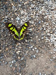 Malachite Butterfly