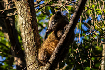 South American Coati, Nasua nasua on the atlantic rianforest in Brazil