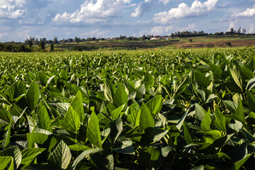 Rural landscape with fresh green soy field. Soybean field, in Brazil.