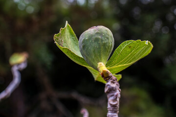 Small fig fruits with scientific name Ficus carica on a fig tree in a rural area in Brazil