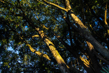 Beautiful Ficus Elastica tree in Brazil. Colorful leaves of tree on the warm sunny day. It is a...