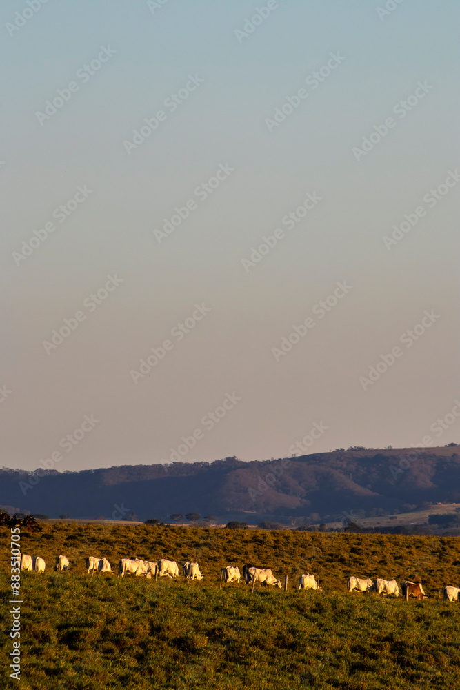 Wall mural nellore zebu cows walk in a line, during the late afternoon, through the pasture of a beef cattle fa