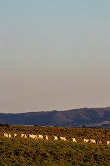 Nellore zebu cows walk in a line, during the late afternoon, through the pasture of a beef cattle farm in Brazil