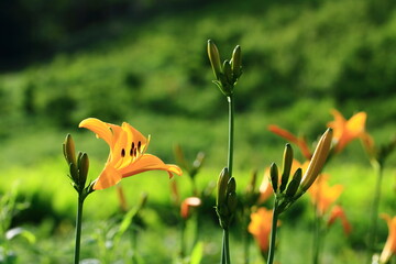 ニッコウキスゲの群落