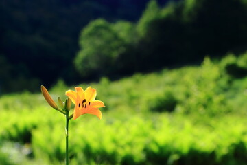 初夏のニッコウキスゲ