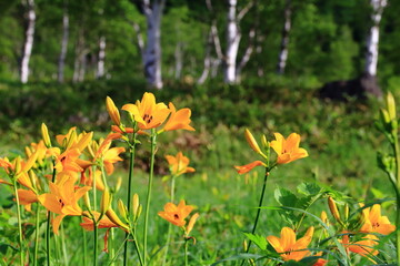 高原に咲くニッコウキスゲ