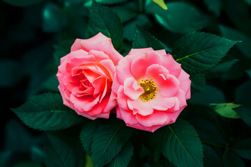 Gorgeous pink roses with verdant foliage.