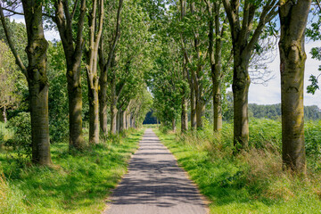 Row of tree trunks and green leaves in summer, Nature path or walkways with trees and grass along both side, Typical Dutch polder in between Ouderkerk aan de Amstel and Amsterdam, Netherlands, Holland