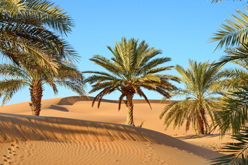 Sunset over the desert of Al Khatim in Abu Dhabi, Emirates. Golden Sand Dune Desert Landscape Panorama. Beautiful sunset over the sand dunes in the Al Khatim in Abu Dhabi, Emirates