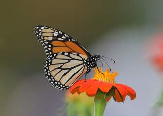 A Monarch Butterfly atop an orange sunflower against a natural bokeh background. Close up view with good detail.