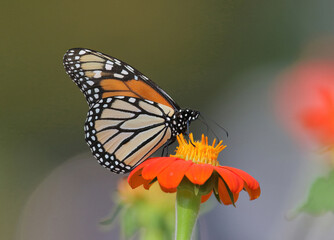 A Monarch Butterfly atop a vibrantly orange Mexican Sunflower. Close up view with a natural bokeh background.
