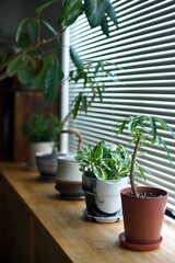 窓辺に並べた鉢植えの観葉植物