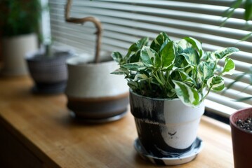 窓辺に並べた鉢植えの観葉植物