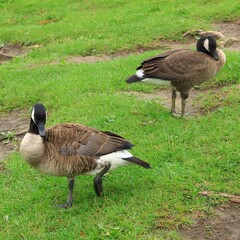 Canada Goose（カナダ雁）