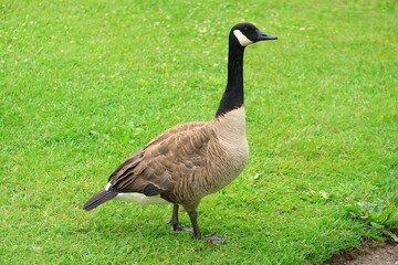 Canada Goose（カナダ雁）