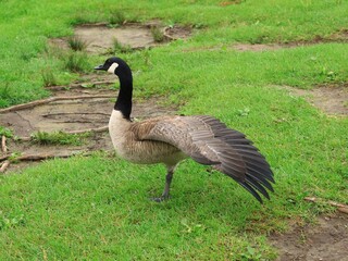 Canada Goose（カナダ雁）