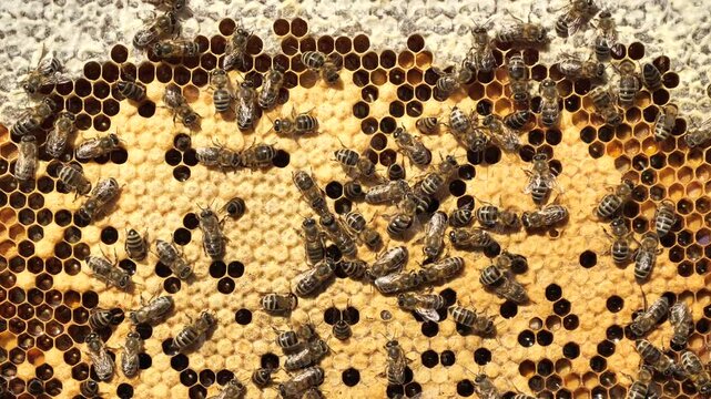 Signs of the development of a bee colony.
The frame includes pollen, nectar, honey,  egg and larvae and cocoons of developing insects delivered to the hive. 
