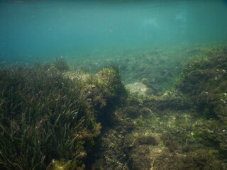 underwater scene with seagrass
