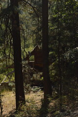 Abandoned Cabin Hidden Among Trees in Oregon Forest