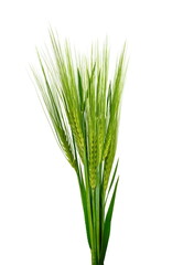 green wheat isolated on white background.